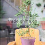 Different Size Wholesale Miniature Plant Pots With Tray thumbnail-3