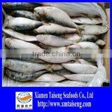 Fujian Frozen Seafoods Fish Meal Sardine