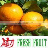 Orange(mandarin,mandarin Orange,citrus,M-06) thumbnail-1