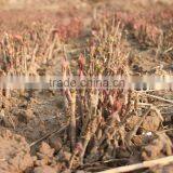 Paeonia Suffruticosa Andrews Peony Seedling thumbnail-6