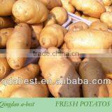 Fresh Holland Potato thumbnail-2