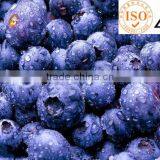 Bilberry Extract Vaccinium Myrtillus Extract Powder With Anthocyanidin 25% by UV Test Method thumbnail-2