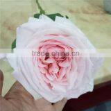 Best Sales and Beautifual Fresh Cut Flowers in thumbnail-3