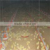 Automatic Poultry Feeder and Drinker for Broiler Chicken thumbnail-2
