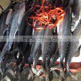 Food Seasoning , Bulk Packing 10kgs Good Quality Spanish Mackerel thumbnail-2