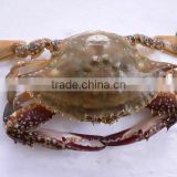 quality frozen well taste crab wholesale
