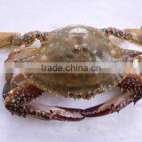 Quality Frozen Well Taste Crab Wholesale thumbnail-1