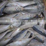 Frozen Horse Mackerel thumbnail-2