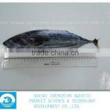 Bulk Packing Frozen Bonito With Best Price thumbnail-1