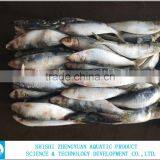 Hot Sale Frozen Sardine Fish Whole Round thumbnail-5