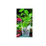 Clear Glass Vase thumbnail-1