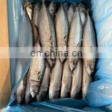 Frozen Mackerel Fish Frozen Pacific Mackerel Fish Scomber Japonicus thumbnail-3