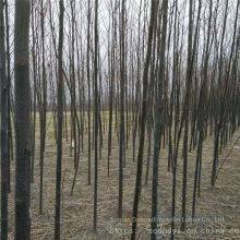 Price of 6 - Centimeter Melia Azedarach Trees With High Survival Rate thumbnail-3