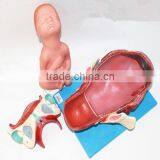 Training Model of Fetal Production Process in the Model of Term Fetus thumbnail-6