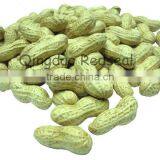 Roasted Peanuts in Shell