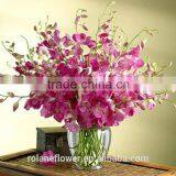 Purple Cattleya Orchid Plants Export for Wedding Event Decoration thumbnail-6