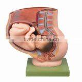 High Quality Import PVC Pregnancy Pelvis Model With Mature Fetus- 2parts
