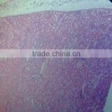 Indonesia Primary School Microslide,stuendts Prepared Slides