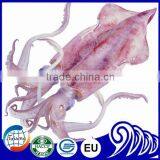 California Frozen Fresh Whole Round Squid With Price thumbnail-1