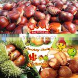 Eating Sweet Fresh Chinese Dried Peeled Chestnuts for Sale thumbnail-4