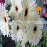 wholesale fresh gerbera flower with high quality