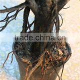 Long Branches Christmas Indoor Ornament Small Decorative Otted Pine Tree thumbnail-2