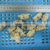 VACCUM FORZEN BABY CLAM IN SHELL IN 2016 CLAM SEASON thumbnail-1