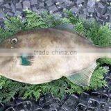 Leather Jacket Fish Frozen Seafood thumbnail-1