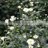 Natural Fresh Cut Decorative Mini Colorful Chrysanthumum Flowers As Gift For Friends From Yunnan, China thumbnail-4