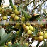 Extra Virgin Olive Oil thumbnail-3