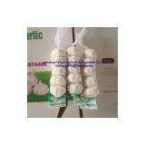 Jinxiang Fresh Garlic thumbnail-1