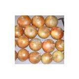 Fresh Yellow Onion thumbnail-1