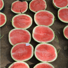 Red Flesh f1 Hybrid Watermelon Seeds thumbnail-2