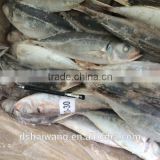 20 - 30 pcs / 10 kg High quality Red tail horse mackerel