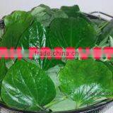 Natural & Pure Betel Leaf Essential Oil