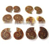 wholesale Ammonite Fossil Natural stone