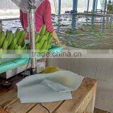 VIETNAM FRESH CAVENDISH BANANA thumbnail-3