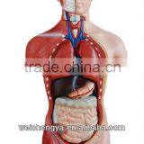 42CM Male Torso Model ( 13 Parts)