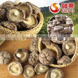 2016 Hot sell IQF Shiitake mushroom