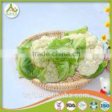With Best Quality For SaleChina New Crop Fresh White Cauliflower thumbnail-6