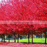 Acer rubrum /Chinese Maple /Acerpalmatum/Japanese Maple tree seeds for planting