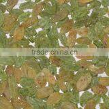Best Price Top Quality Seeded  Raisin(golden,green,sultana,sun Dried) thumbnail-6