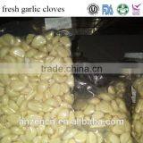 wholesale importer of chinese fresh garlic cloves goods in chennai