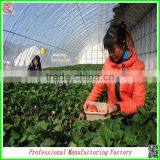 Cheapest Hot-dip Galvanized Steel Frame Multi-span Greenhouse With Manufacturer thumbnail-5