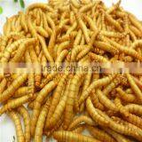 Microwave & Freeze Dried Tenebrio Molitor /Yellow Mealworms for Fish&bird thumbnail-4