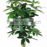 China Hot Sale Evergreen Fake Money Tree ,artificial Pachira thumbnail-5