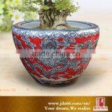 Factory Wholesale Large Bonsai Pots and Planters thumbnail-2