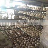 Low Price Inventory Porcelain Electric Fence Shackle Insulator F-2 thumbnail-3