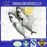 Hot Sale Frozen Pacific Mackerel Prices thumbnail-1
