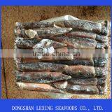 Illex Squid Seafrozen